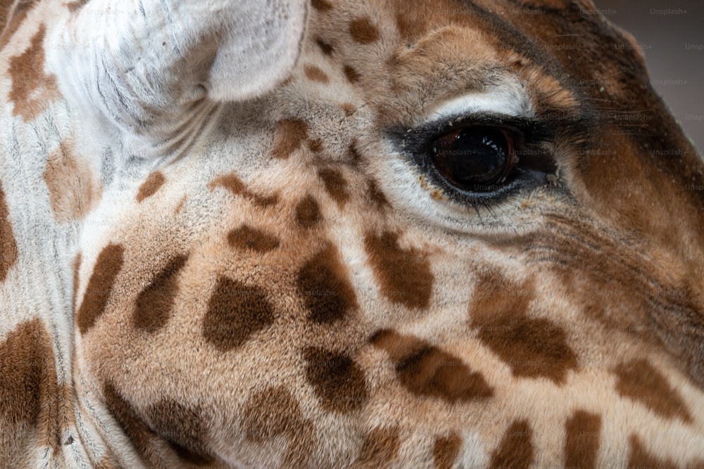 a close up view of a giraffe's face