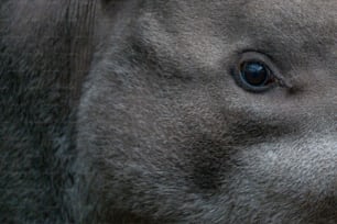 a close up of an elephant's face with a blurry background