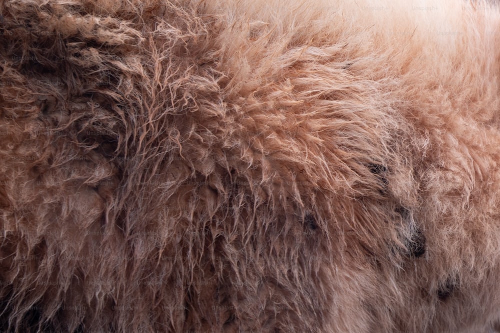 a close up of the fur of a bison