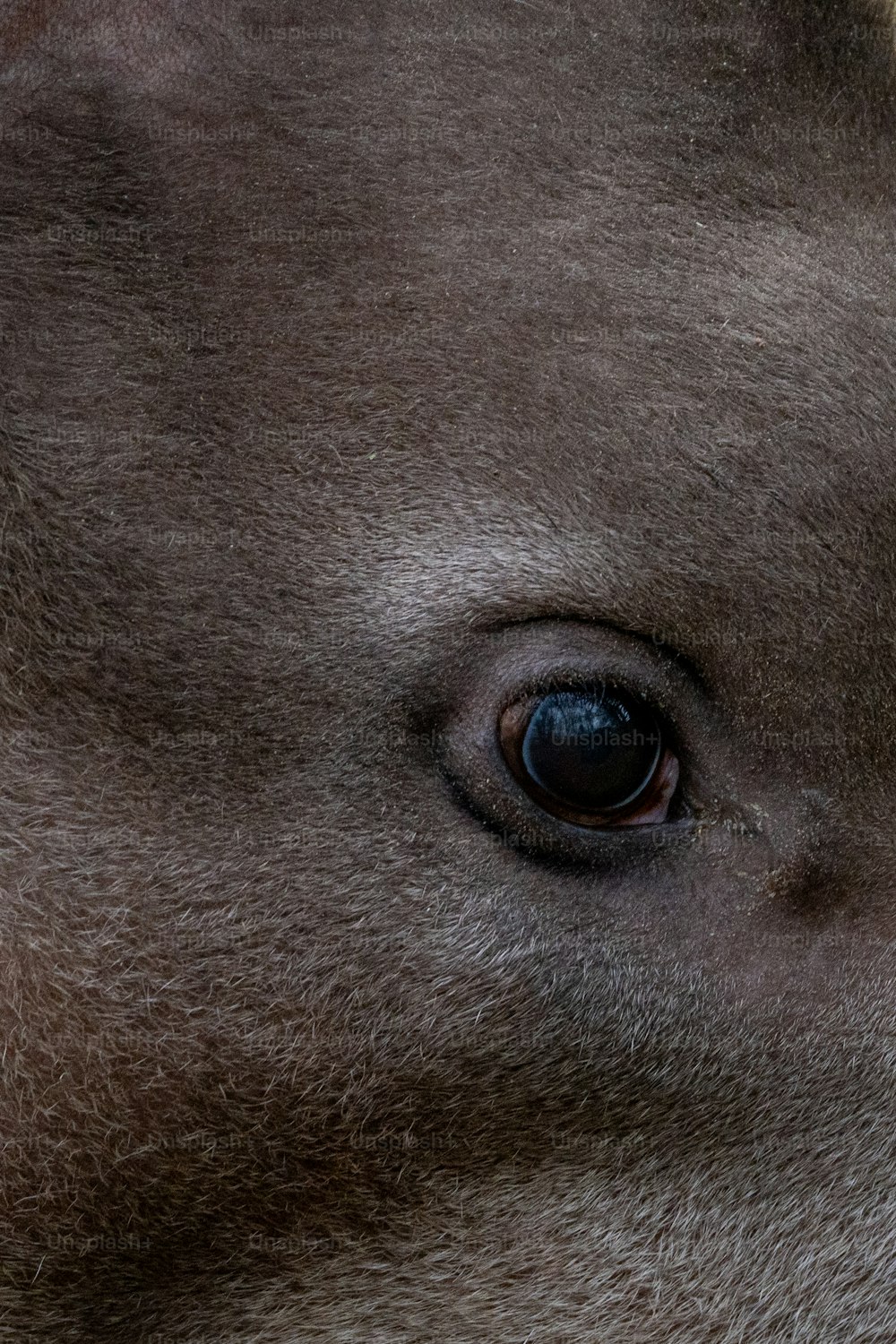 a close up of a brown animal's eye