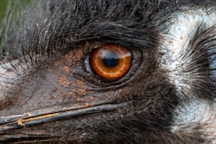 Un primer plano del ojo de un avestruz