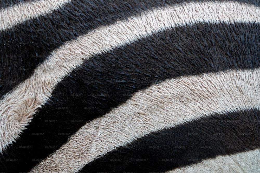 a close up of the stripes of a zebra