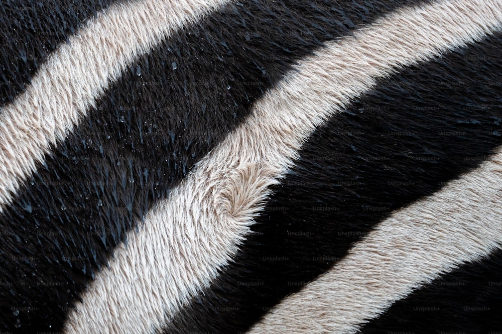 a close up of a black and white zebra's fur