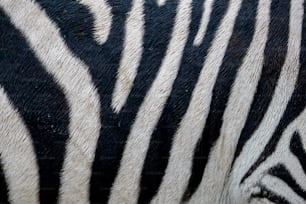 Un primo piano delle strisce bianche e nere di una zebra