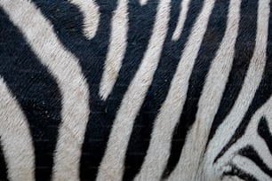 a close up of a zebra's black and white stripes