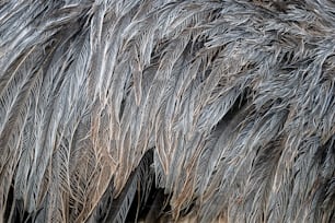 um close up das penas e penas de um pássaro