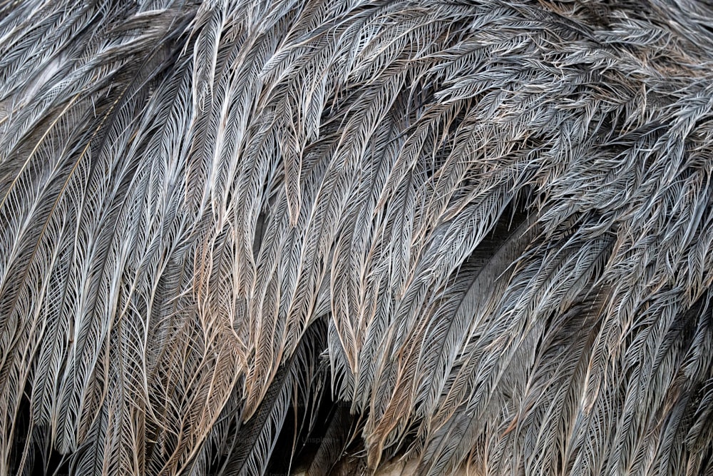 um close up das penas e penas de um pássaro