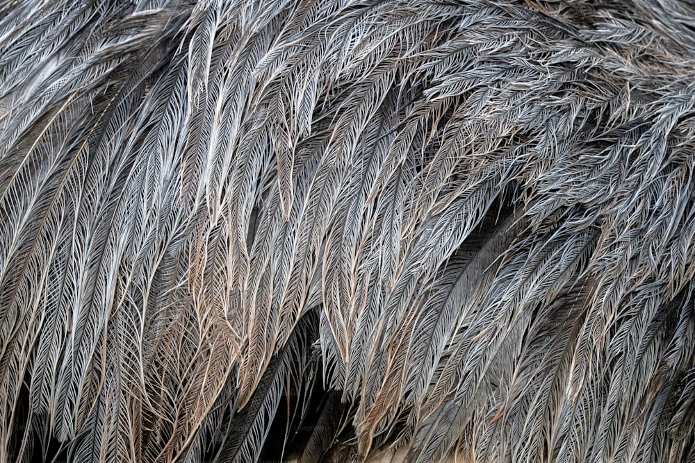 a close up of a bird's feathers and feathers