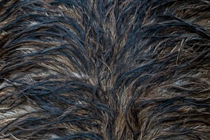 a close up of a bird's feathers pattern