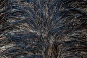 Un primer plano del patrón de plumas de un ave