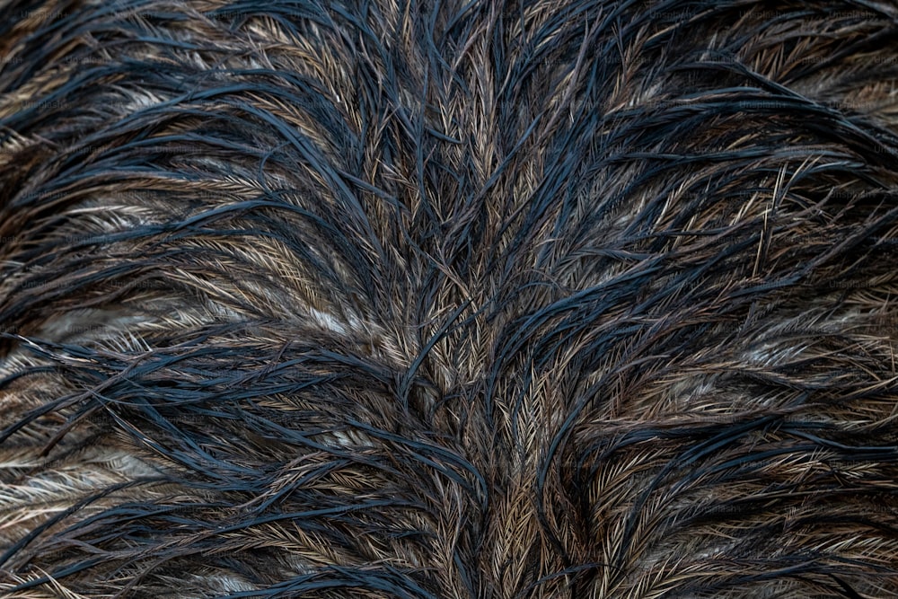 Un primer plano del patrón de plumas de un ave