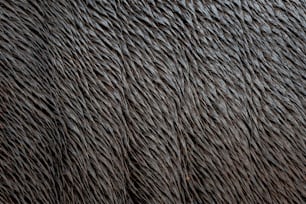 a close up of a black fur texture