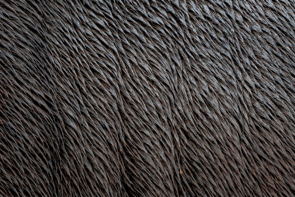 Gros plan d’une texture de fourrure noire