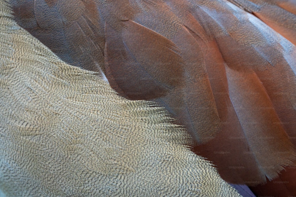 a close up of a bird's feathers on a table