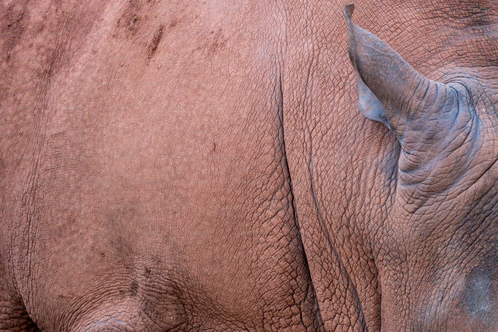 Eine Nahaufnahme des Gesichts eines Nashorns mit verschwommenem Hintergrund