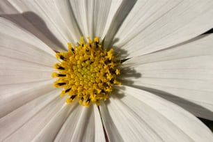 a close up of a white flower with a yellow center