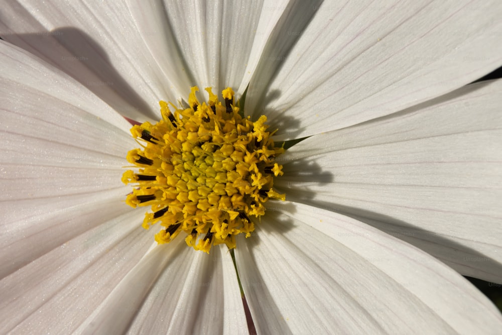 um close up de uma flor branca com um centro amarelo