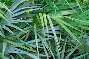 a close up of a bunch of green leaves