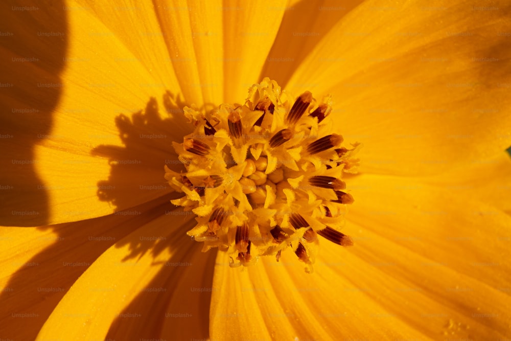 Una vista de cerca de una flor amarilla
