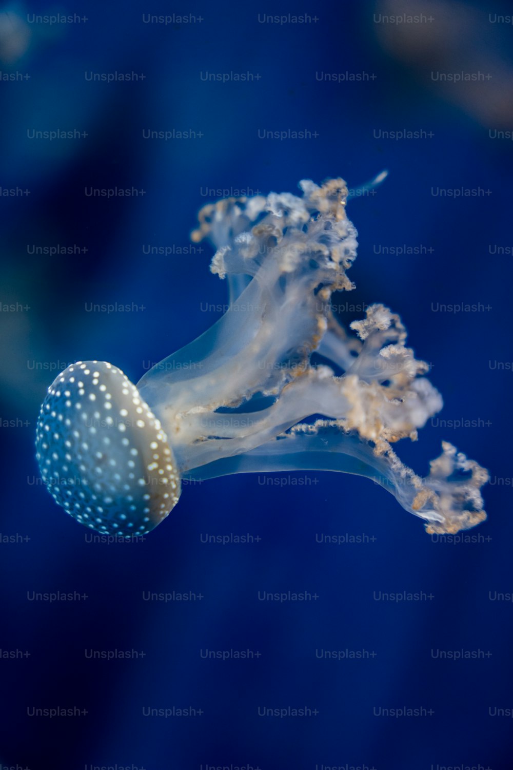 um close up de uma água-viva com um fundo azul