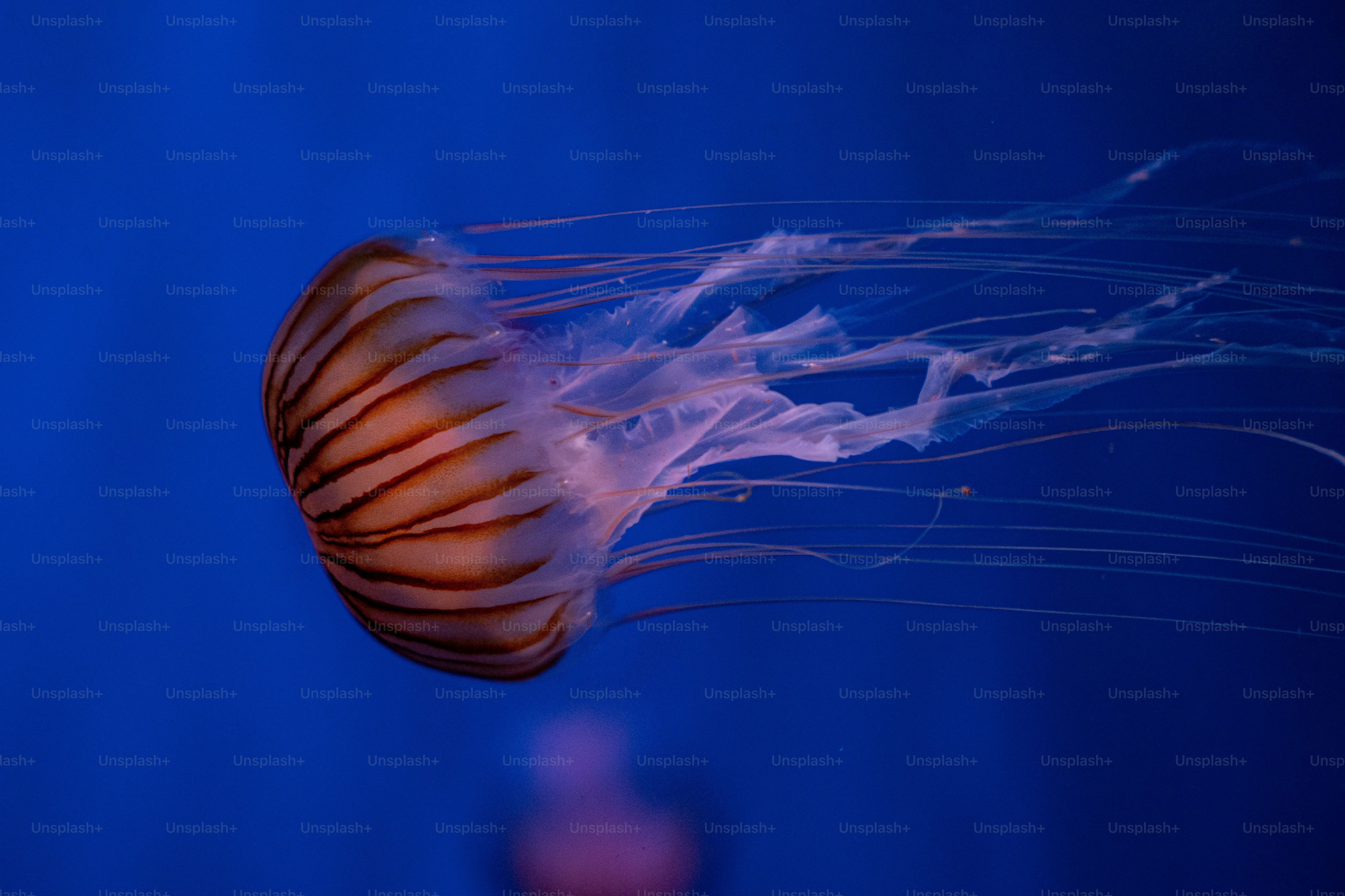 Gros plan d’une méduse dans un aquarium photo Monde sousmarin Photo sur Unsplash