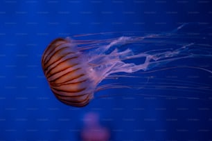 Un primer plano de una medusa en un tanque