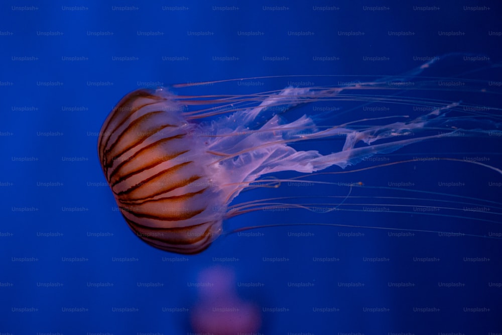 Un primo piano di una medusa in un acquario