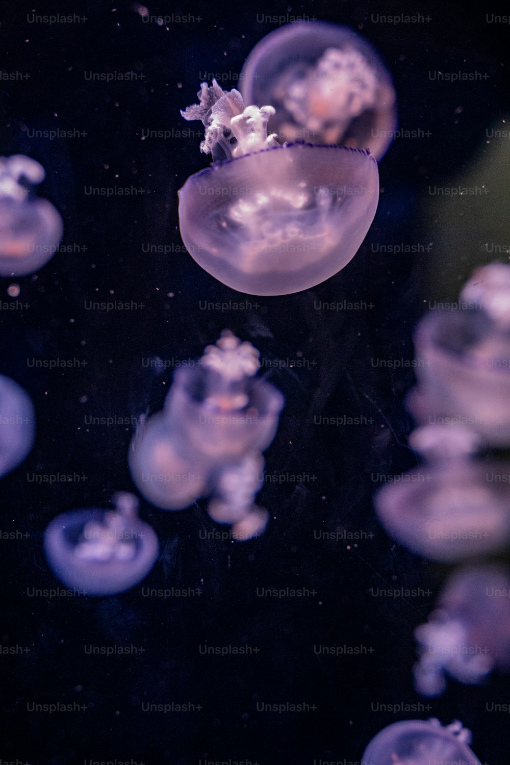 Un gruppo di meduse che galleggiano nell'acqua