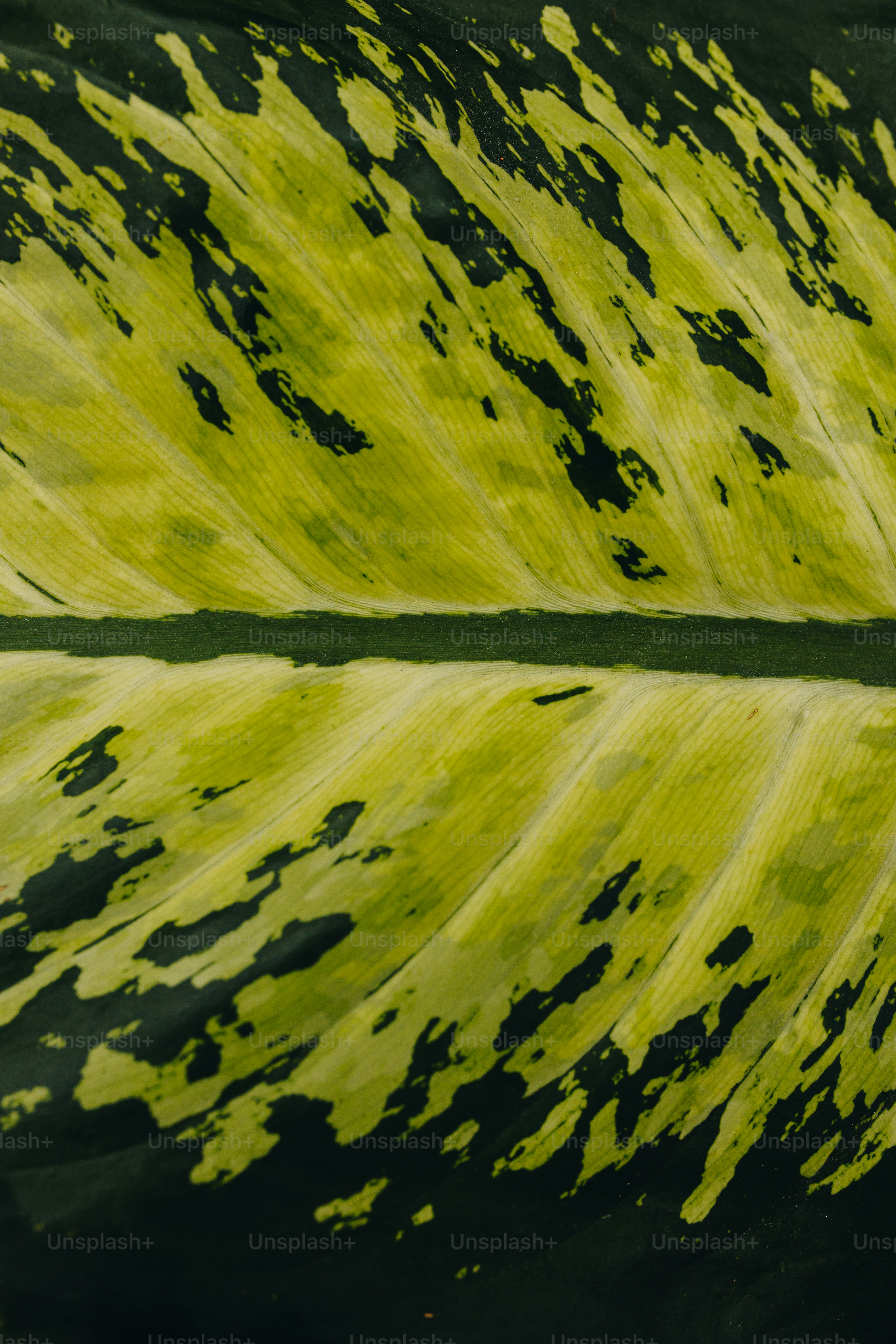 Nahaufnahme eines grünen Blattes mit schwarzen Flecken