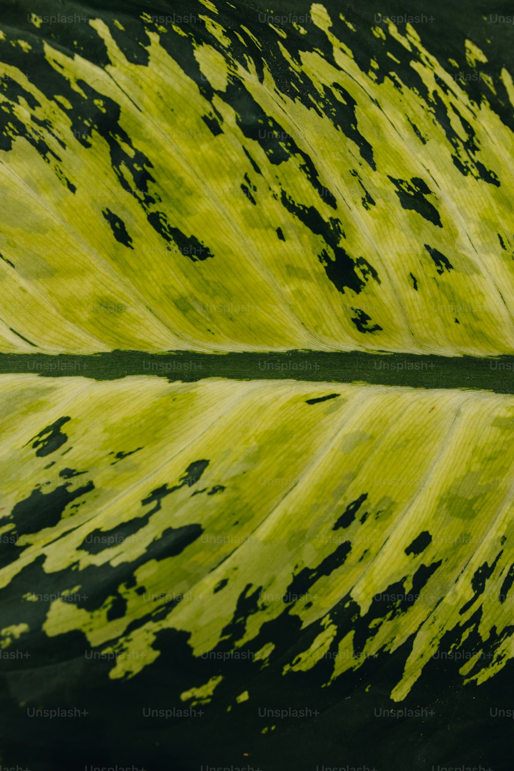 a close up of a green leaf with black spots