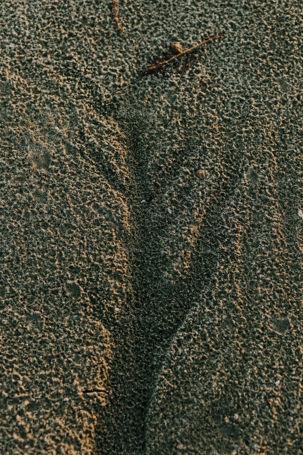 um close up de uma duna de areia com um pássaro à distância