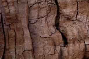 a bird is perched on a tree trunk