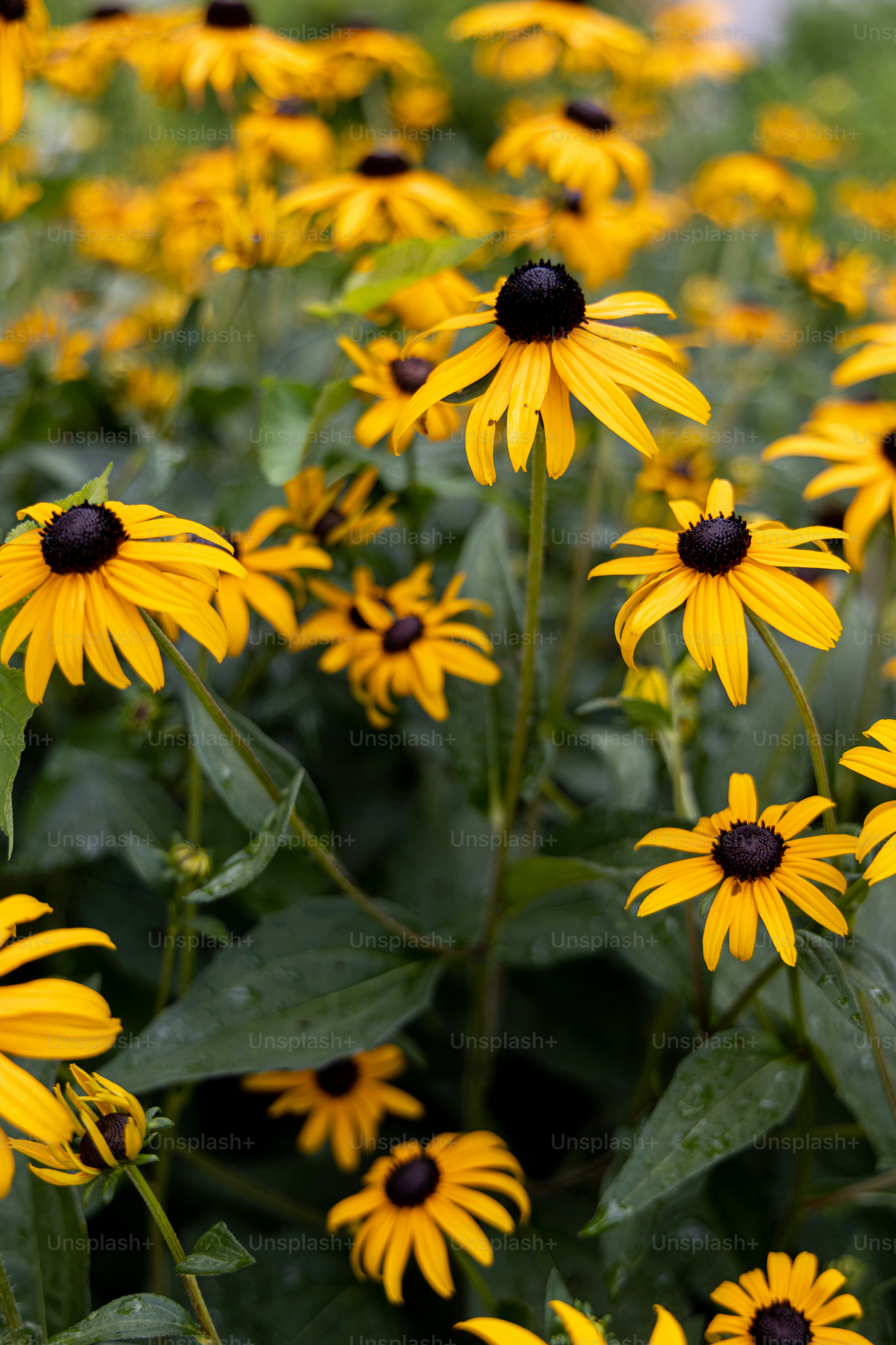 a field of yellow flowers with green leaves