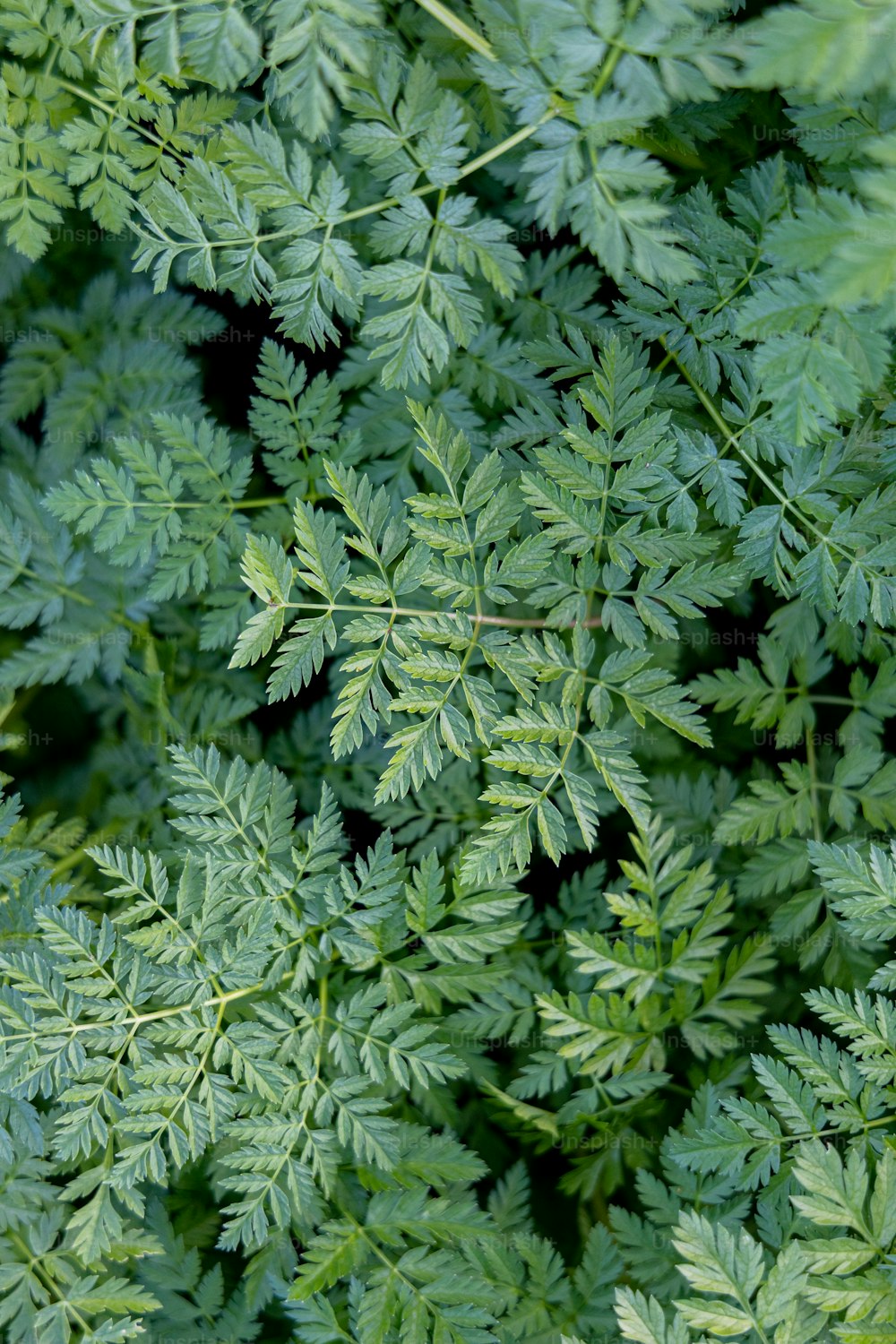 a close up of a plant with green leaves