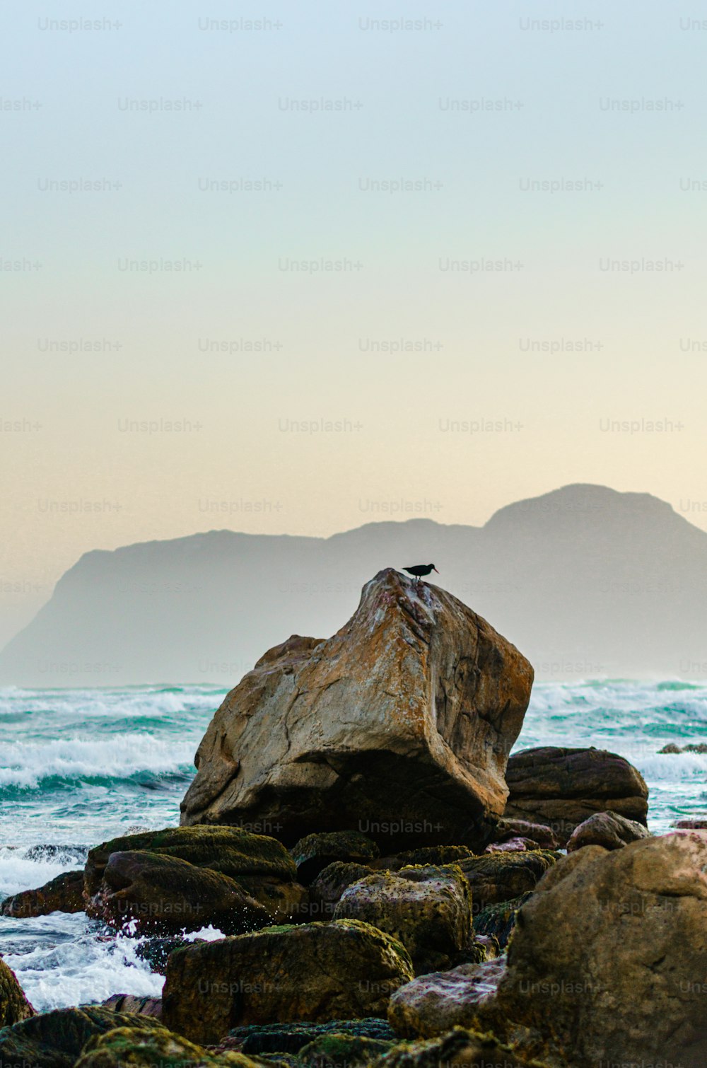 바다 근처의 바위에 앉아있는 새