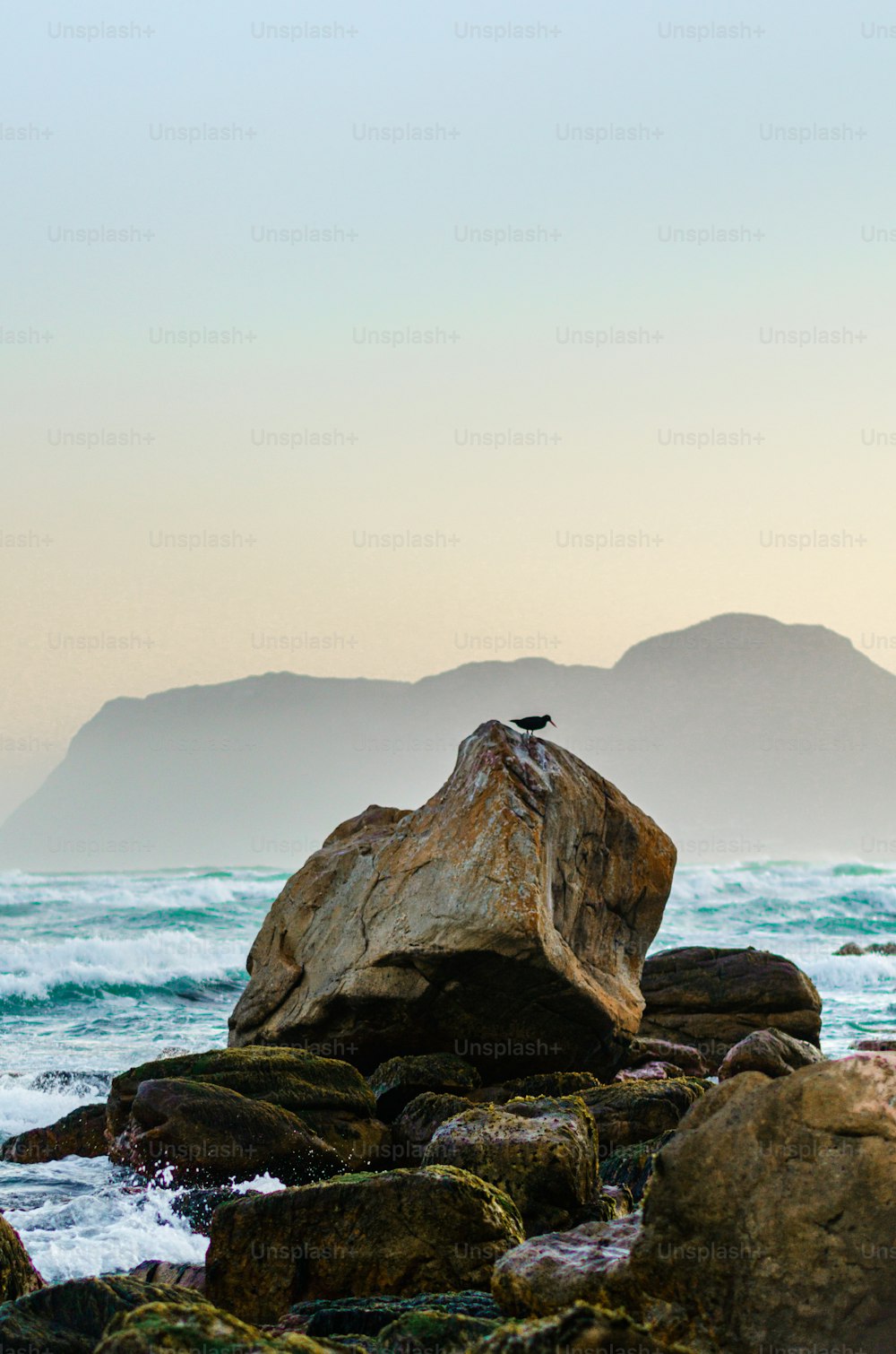 a bird sitting on a rock near the ocean