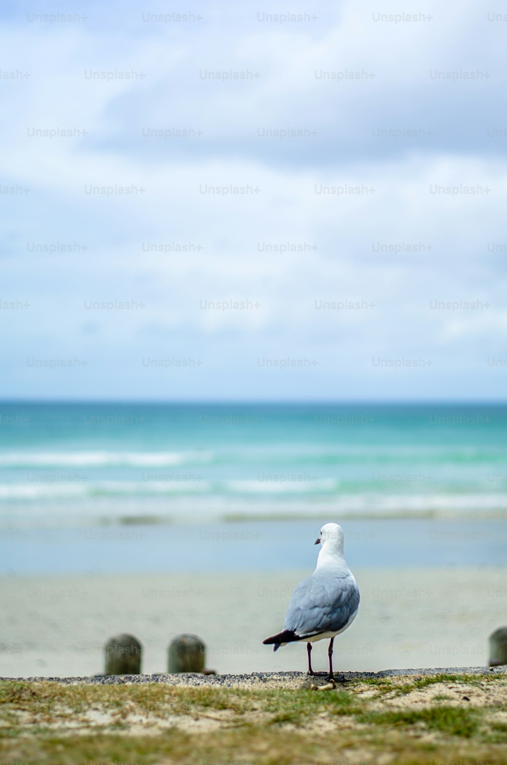 Un gabbiano è in piedi sulla sabbia vicino all'oceano