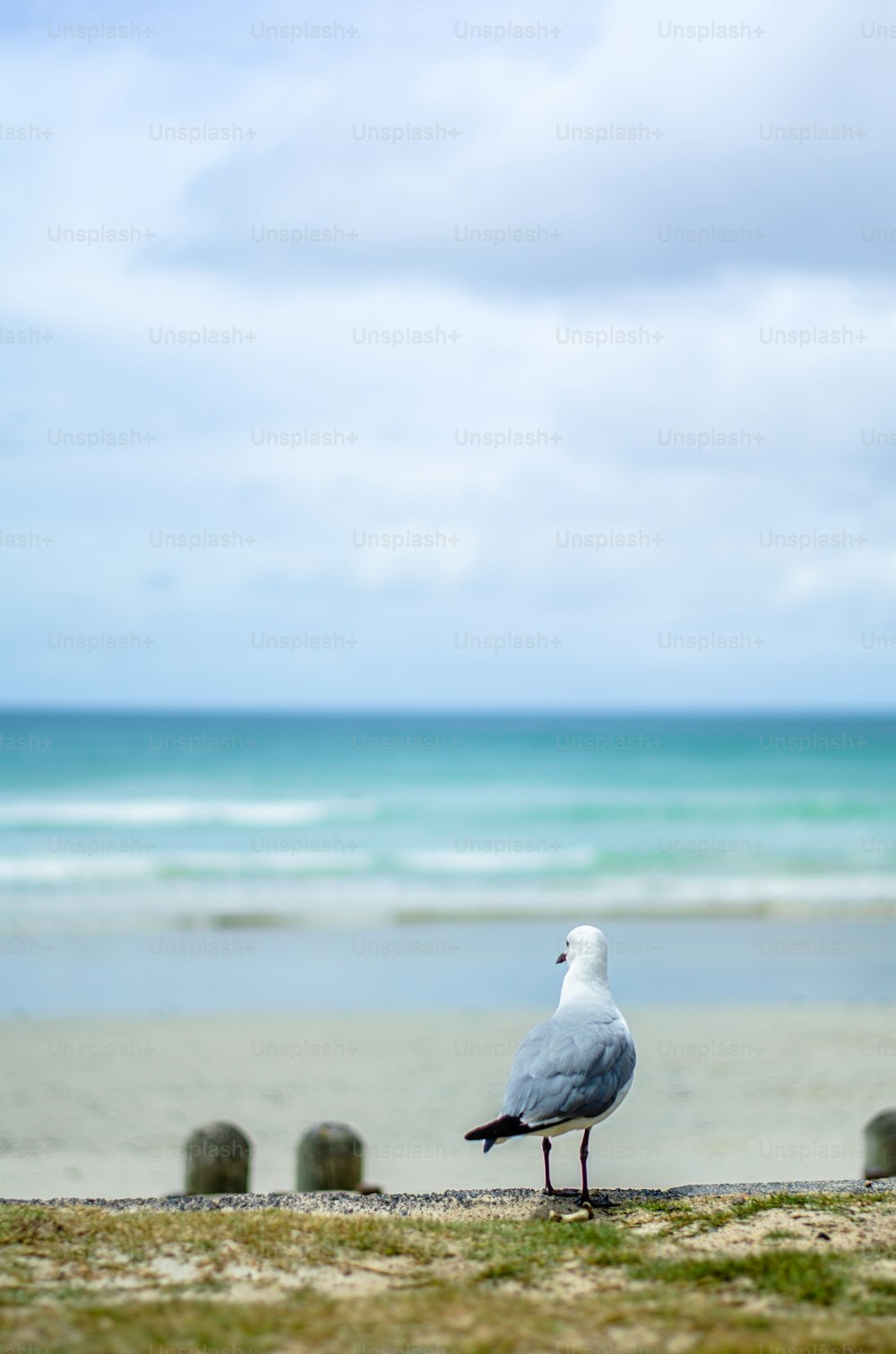 a seagull is standing on the sand near the ocean