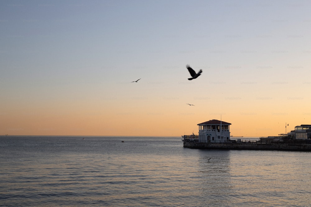 a bird flying over a body of water