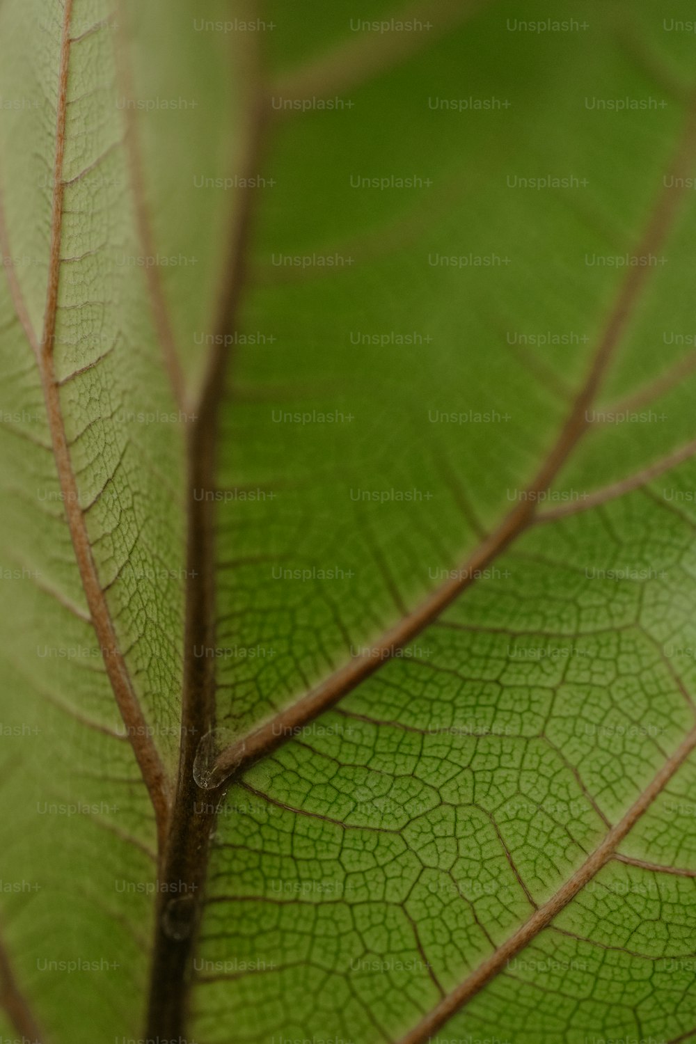 um close up de uma folha verde