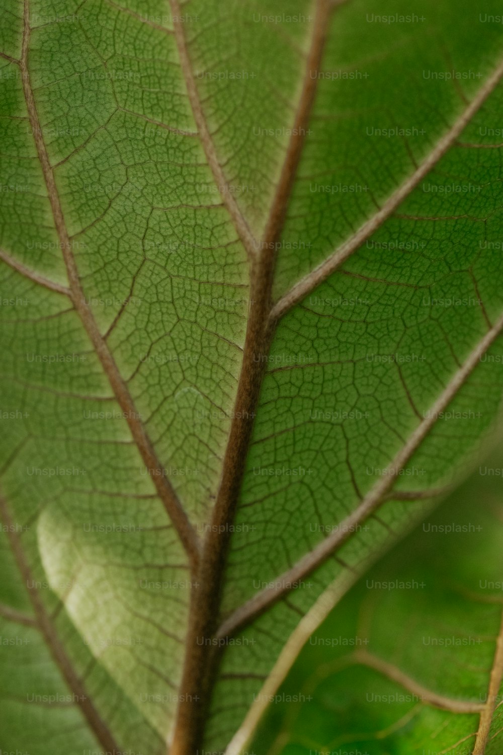 um close up de uma folha verde com linhas finas