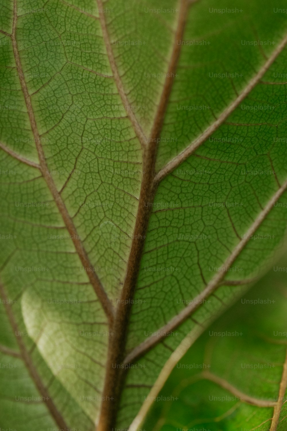 a close up of a green leaf with thin lines