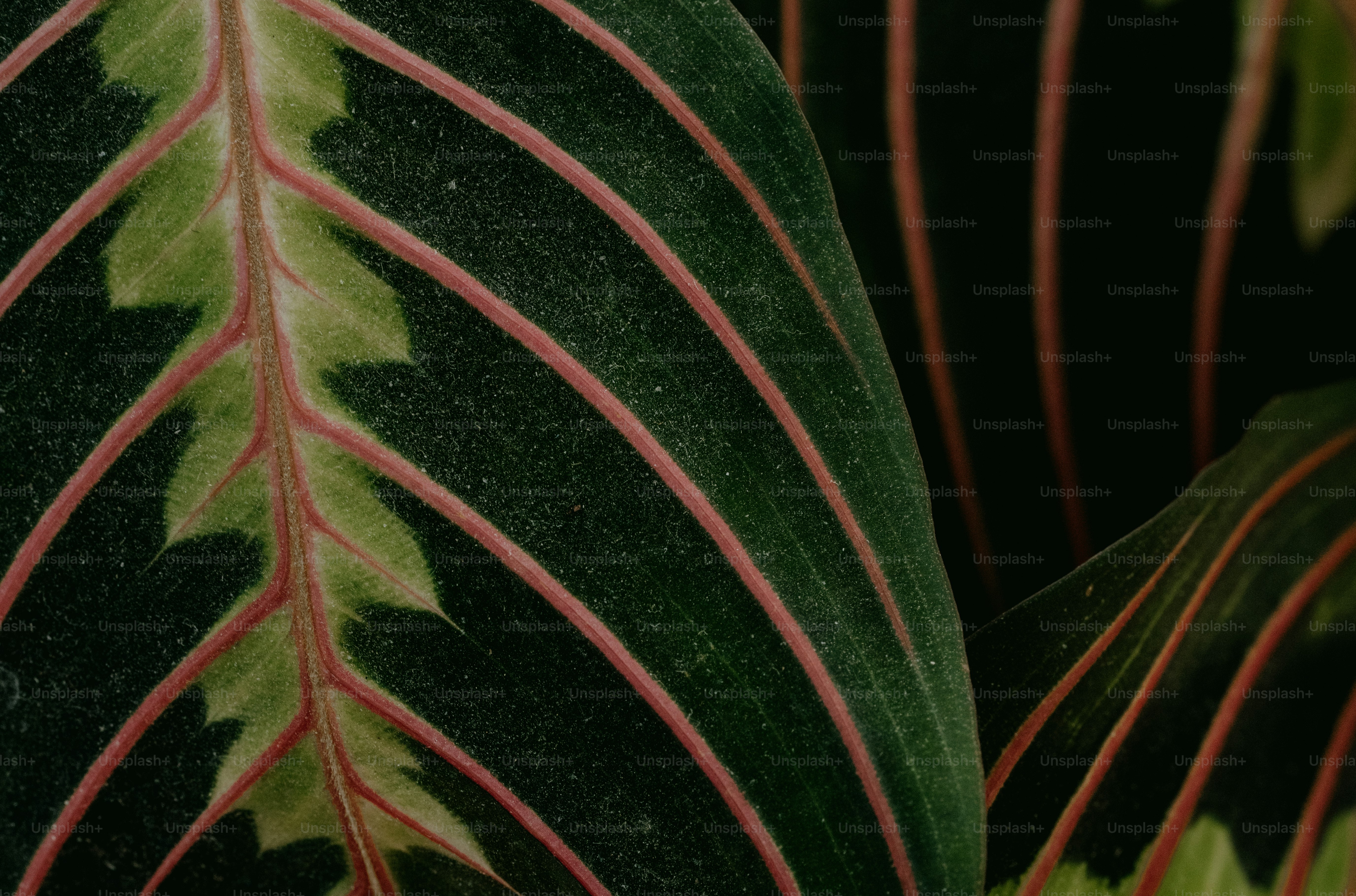 a close up of a green and red leaf