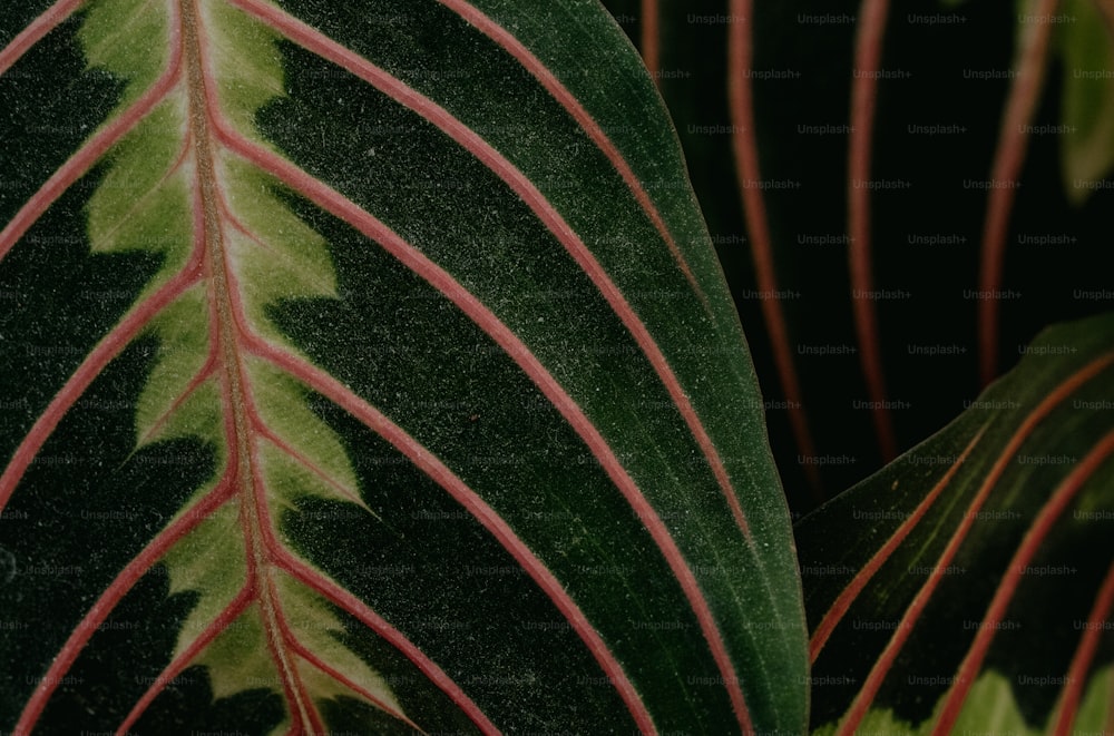 um close up de uma folha verde e vermelha