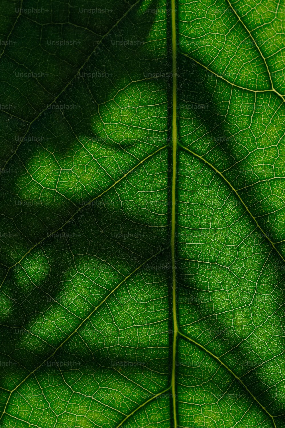 L’ombre d’une feuille sur une feuille verte