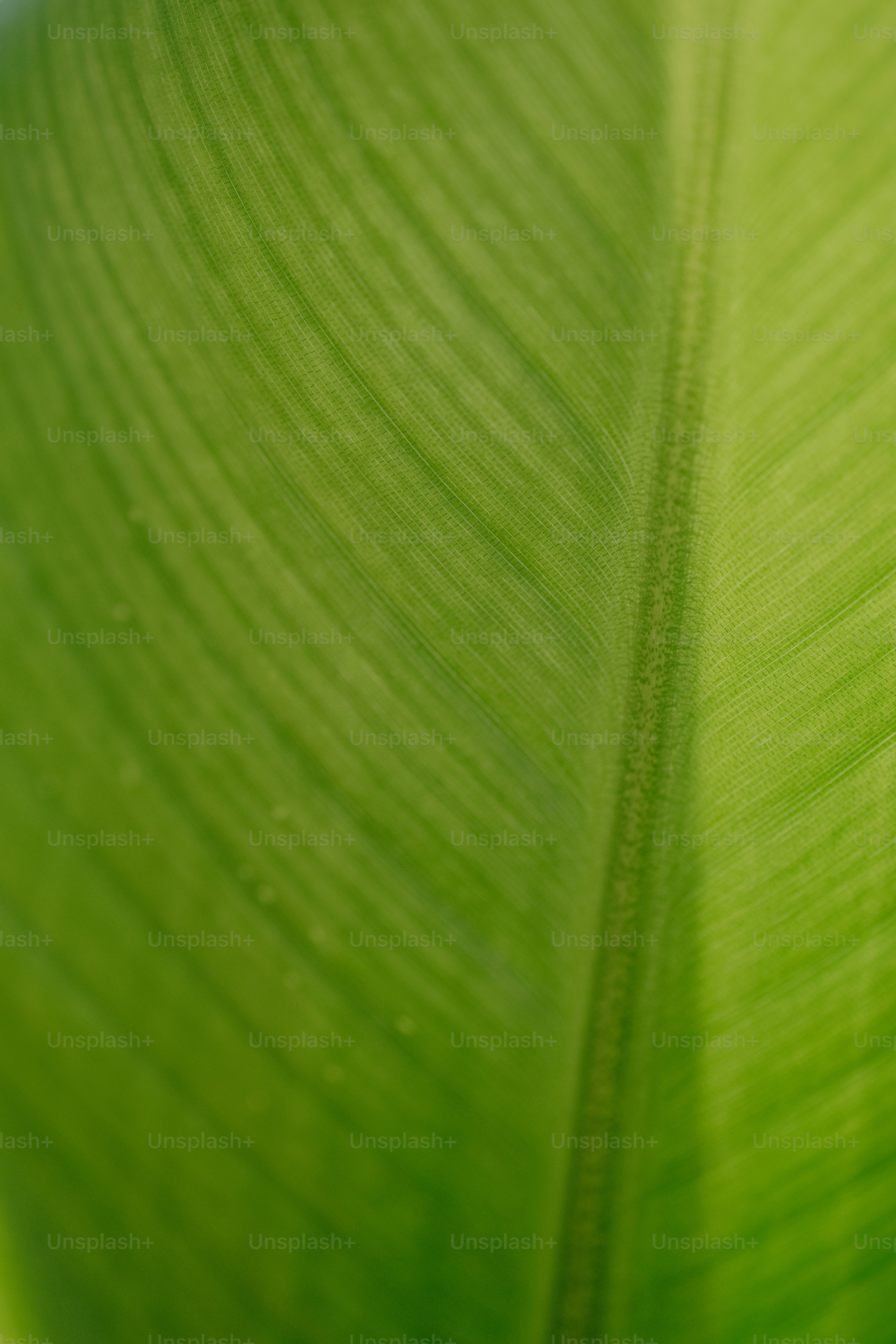 a close up view of a green leaf