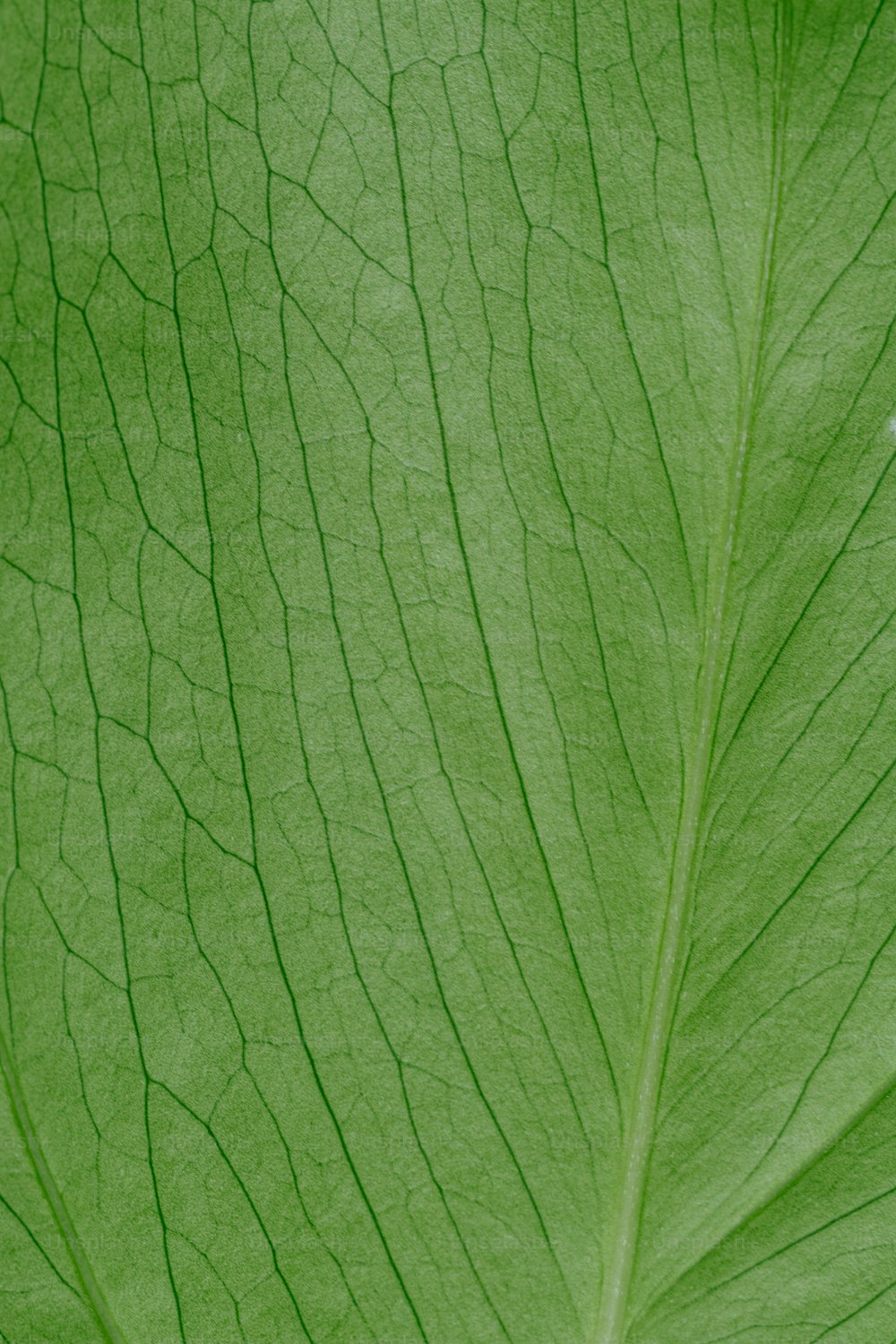 큰 녹색 잎의 클로즈업