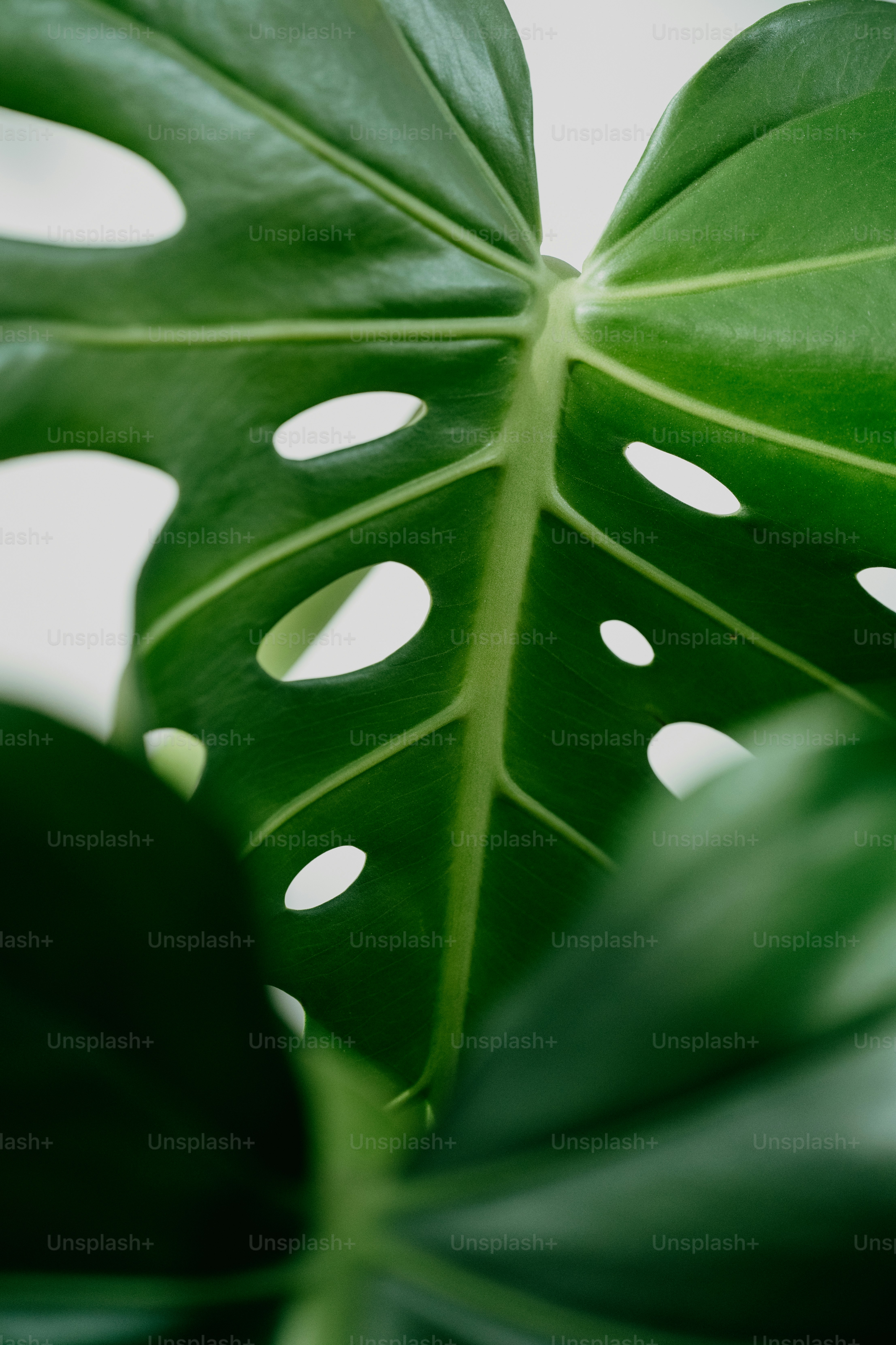 a close up of a large green leaf