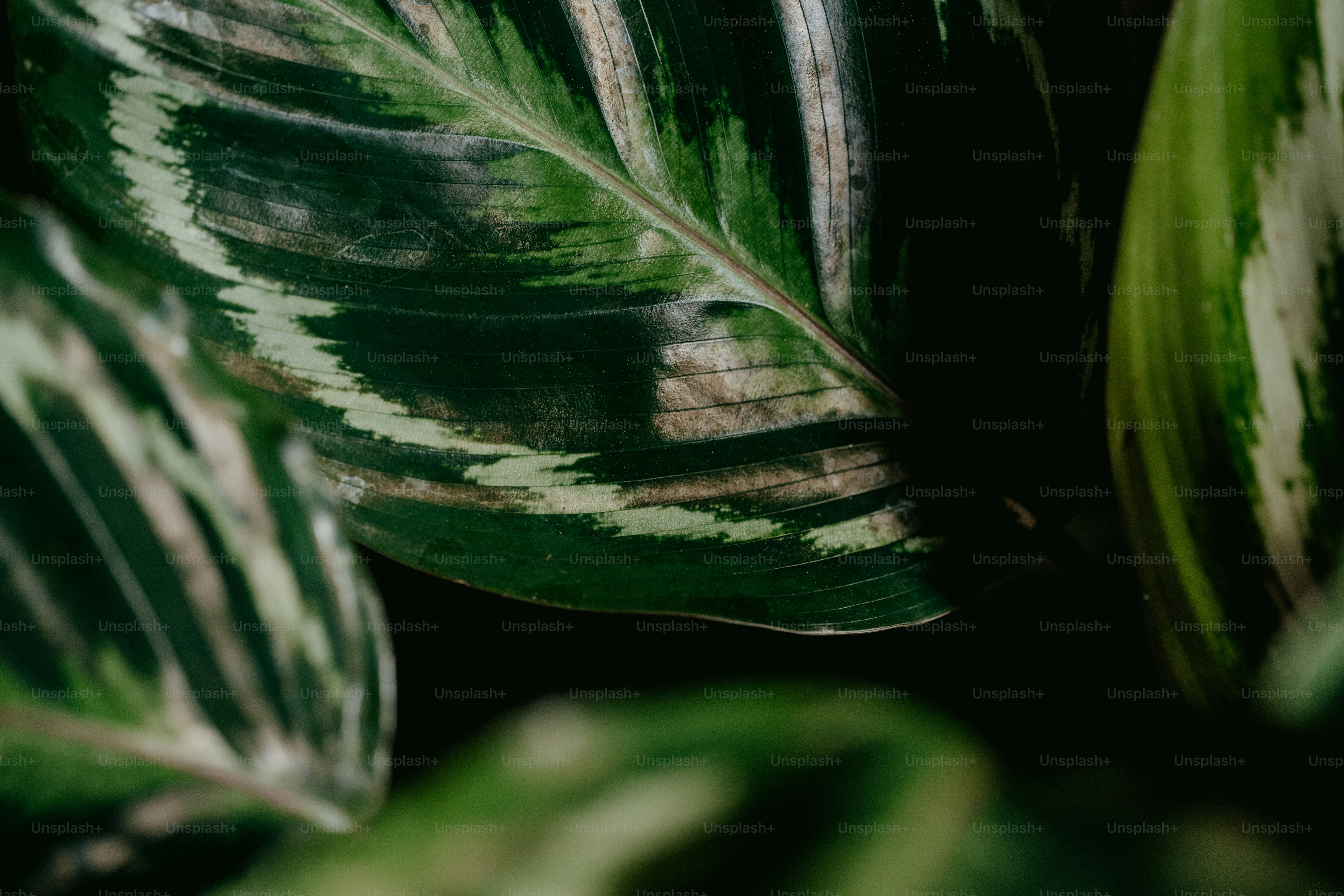 a close up of a large green leaf