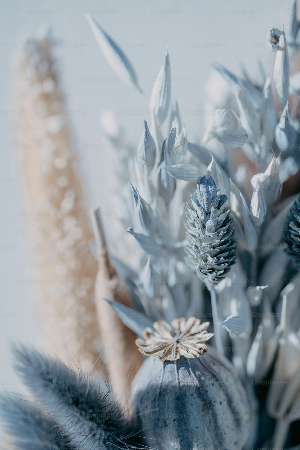 Dried Flower Pictures [HD]  Download Free Images on Unsplash